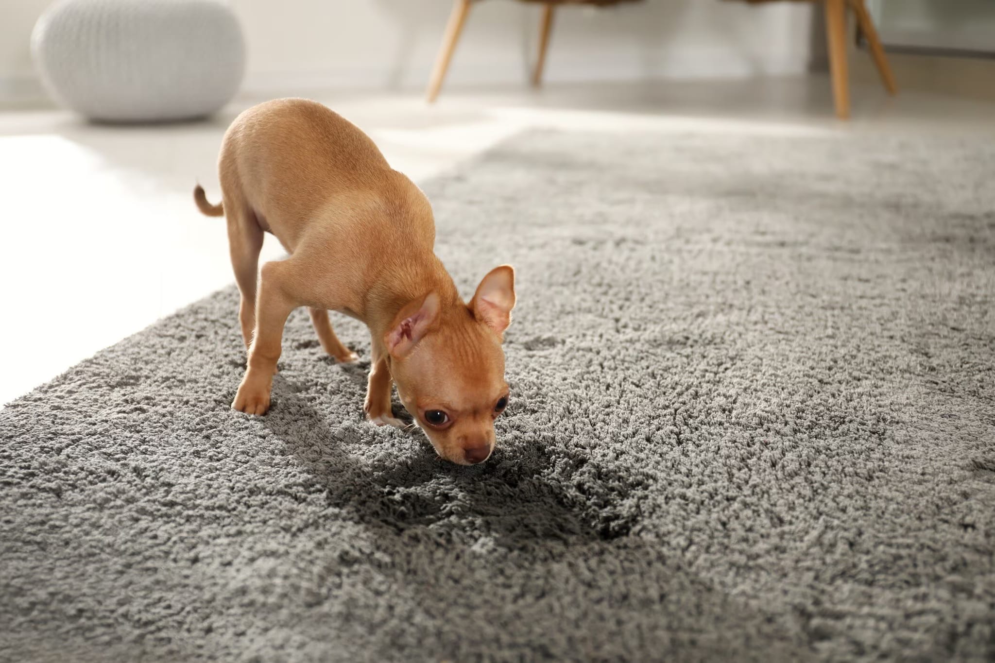 Affordable Dog Urine Carpet Treatment Placer County Experts | Guardian Carpet Cleaning