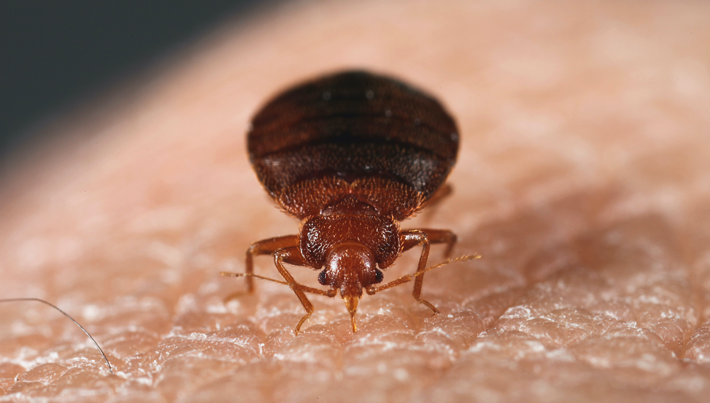 Affordable Local Bed Bug Exterminators Near You